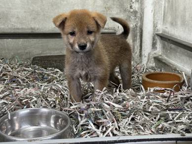 Mame inu