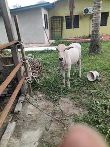 dara cross Brahman 