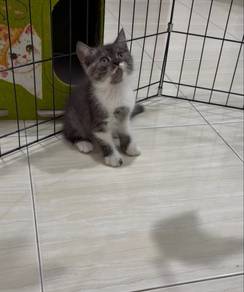 BSH Mix Persian Comel