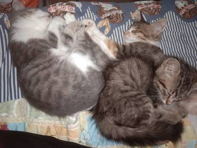 pengasuh kucing