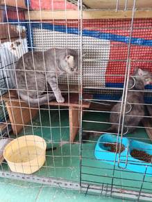 mix bsh/semi flat