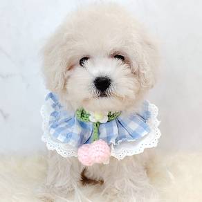 Poodle