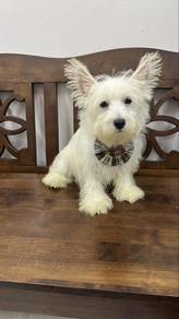 West Highland Terrier Male Puppy M9