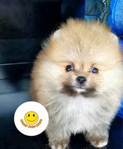 GAA_8811 Tiny Pomeranian brownie puppies