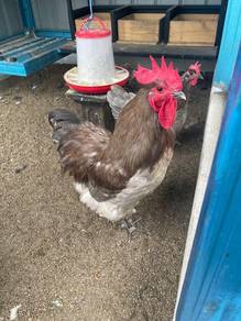 Australorp Chicken Blue