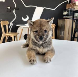 SHIBA INU PUPPIES S32🐻 Adorable Shiba Male-Female