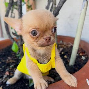 Cute & adorable Chihuahua puppies available!