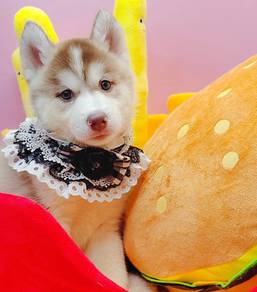Husky