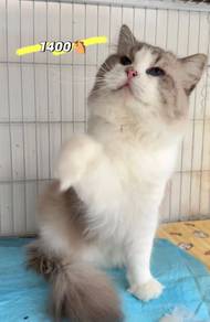 Ragdoll Male （import）