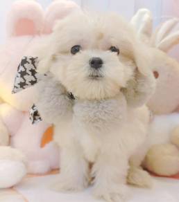 Maltese