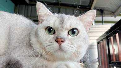 Male BSH Silver 