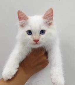 Male Kitten Ragdoll Cream Point