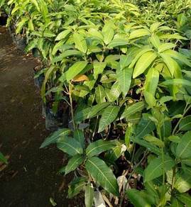 Benih Mangga Lily / Namdokmai