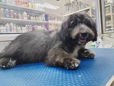 Male Shih Tzu Mix Puppy 