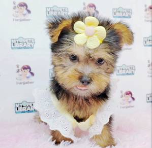 Yorkshire Terrier