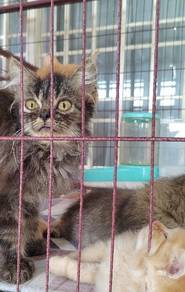 Persian kitten to rehome 