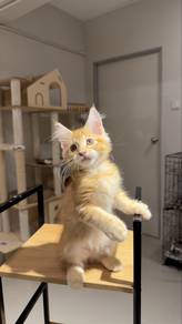 female mainecoon kitten