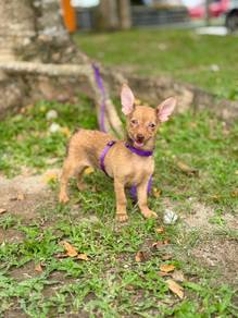 mini pincher puppies for sale