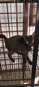 kucing untuk diberikan secara percuma 
