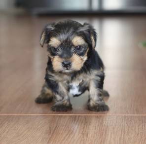 YORKSHIRE TERRIER PUPIES Y45🌻 Male-Female
