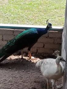 Burung merak black shoulder 