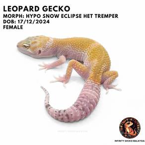 Leopard Gecko Malaysia Hypo Snow Eclipse 豹纹守宫新山