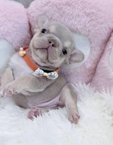 FRENCH BULLDOG PUPPIES 🌻VIP177 Long Fur / Girl