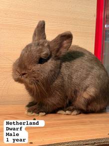 Netherland Dwarf Untuk Dijual !!