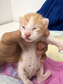 Kitten for adoption