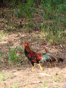 ayam kampung