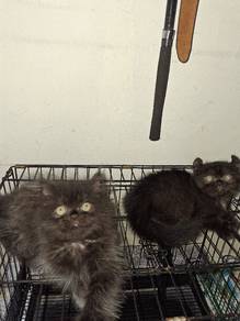 kitten untuk rehome