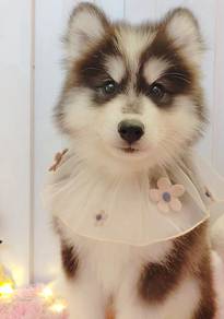 Husky