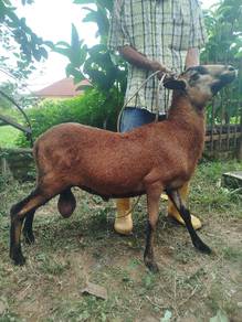 biri jate muda blackbelly