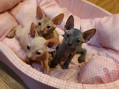 Baby sphynx cat hairless cat kucing comel