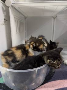 kitten