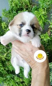 HS_A1199 Long Haired Welsh Corgi bi color puppies