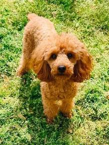 Toy Poodle