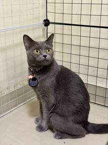 BSH Mom to rehome