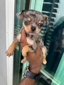 Chihuahua now available -9