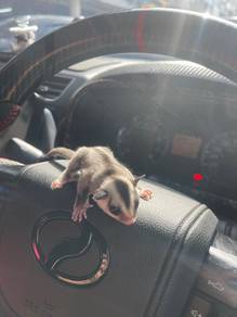 Sugar Glider