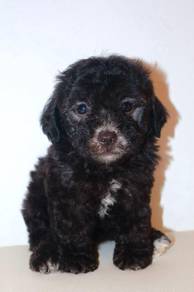 J0099 Poodle Curly Coat Companion Puppy