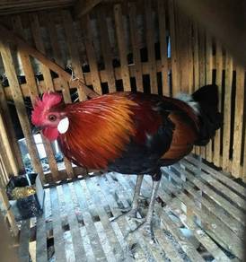 Ayam hutan 