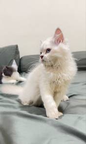 Silver point British Longhair