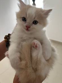Minuet / Napoleon Cat