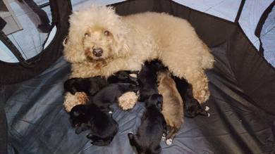 poodle puppy 