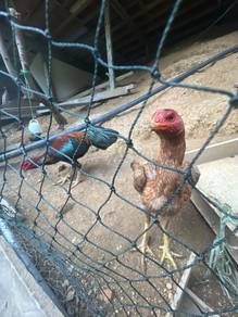 ayam pama