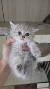 BSH Female