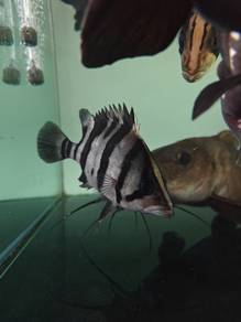 3bar B Fish 