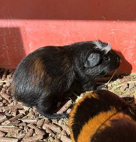 Guinea Pig American Untuk Dijual !!