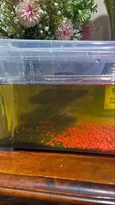 Channa limbata